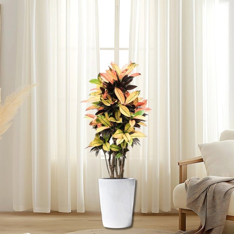 Codiaeum Variegatum (Croton), Mrs Iceton - Image 6