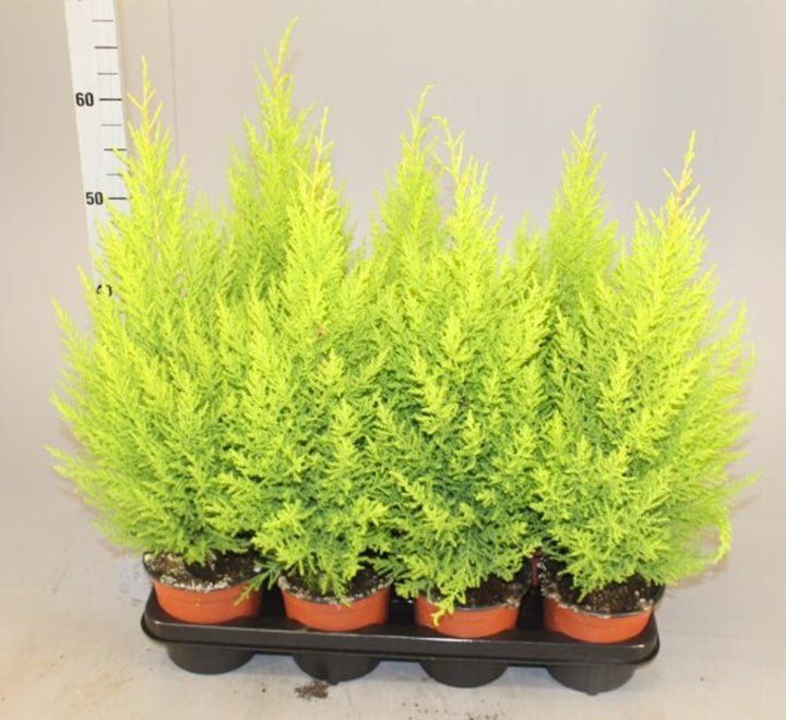 Cupressus Macrocarpa, Goldcrest Wilma, Lemon Cyperus - Image 2