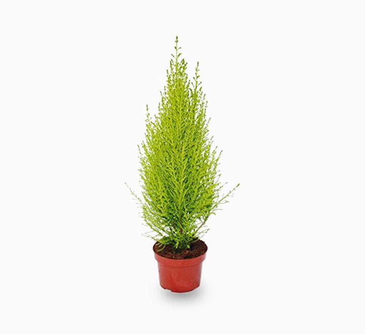 Cupressus Macrocarpa, Goldcrest Wilma, Lemon Cyperus - Image 4