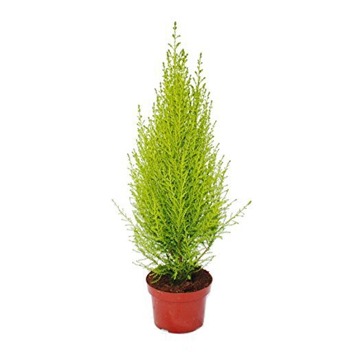 Cupressus Macrocarpa, Goldcrest Wilma, Lemon Cyperus - Image 3