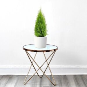 Cupressus Macrocarpa, Goldcrest Wilma, Lemon Cyperus