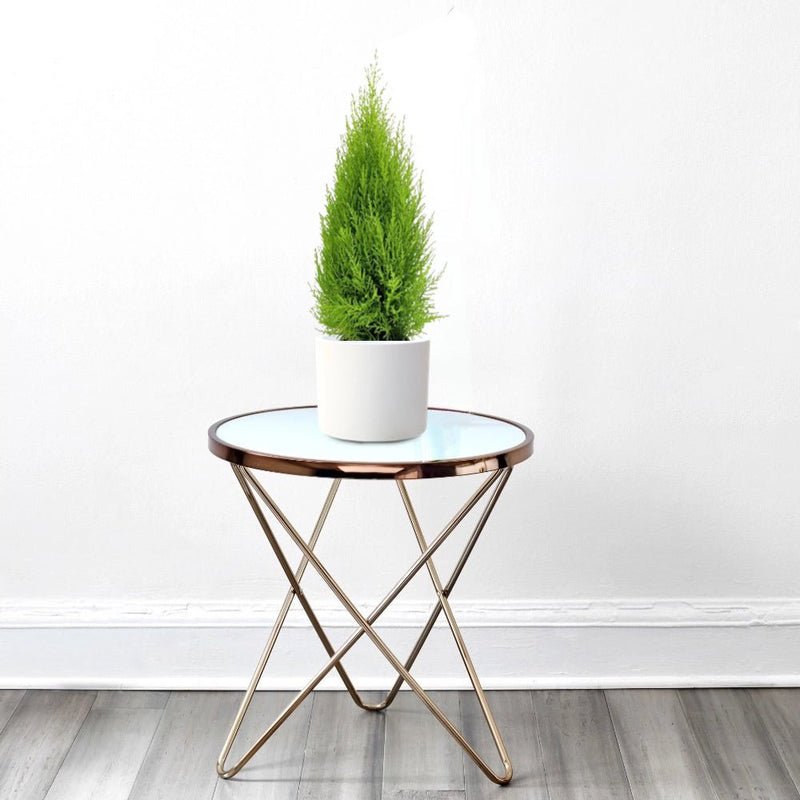 Cupressus Macrocarpa, Goldcrest Wilma, Lemon Cyperus