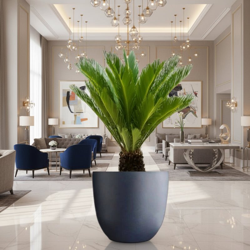 Cycas Revoluta "Sago Palm" in Gray Fiber Pot (Size = 56cm Height /73cm Dia)