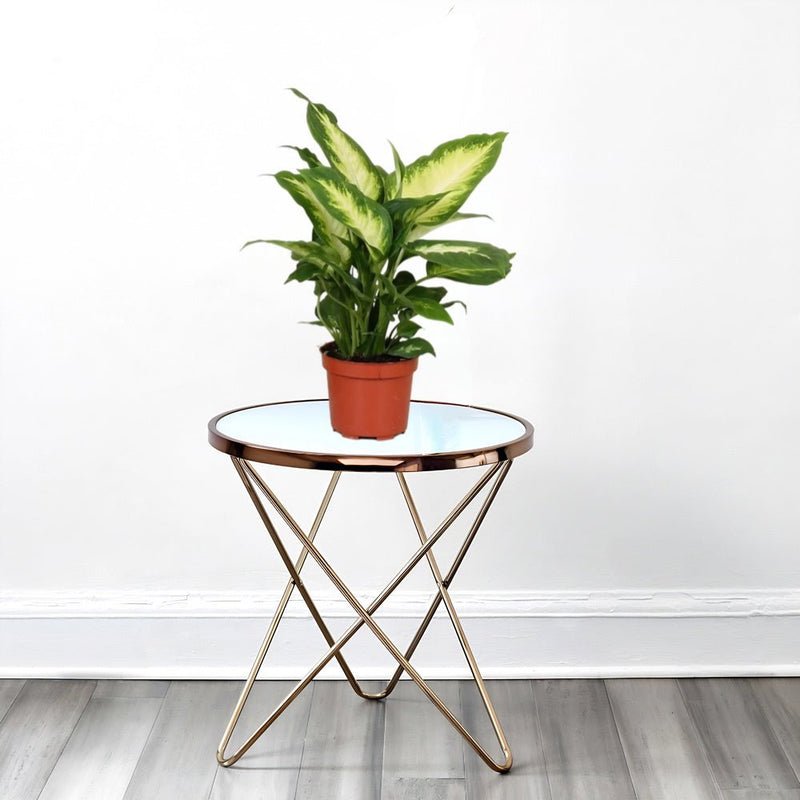 Dieffenbachia 'Camilla' Dumb Cane Plant - Image 3