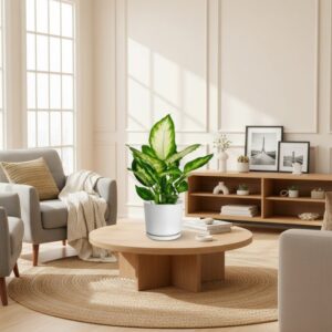 Dieffenbachia 'Camilla' Dumb Cane Plant