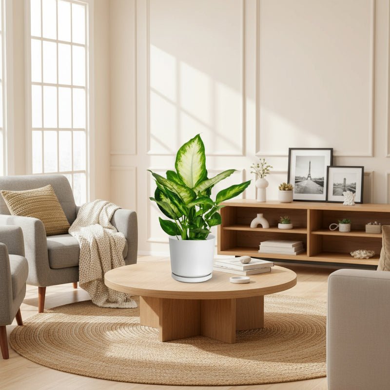 Dieffenbachia 'Camilla' Dumb Cane Plant - Image 2