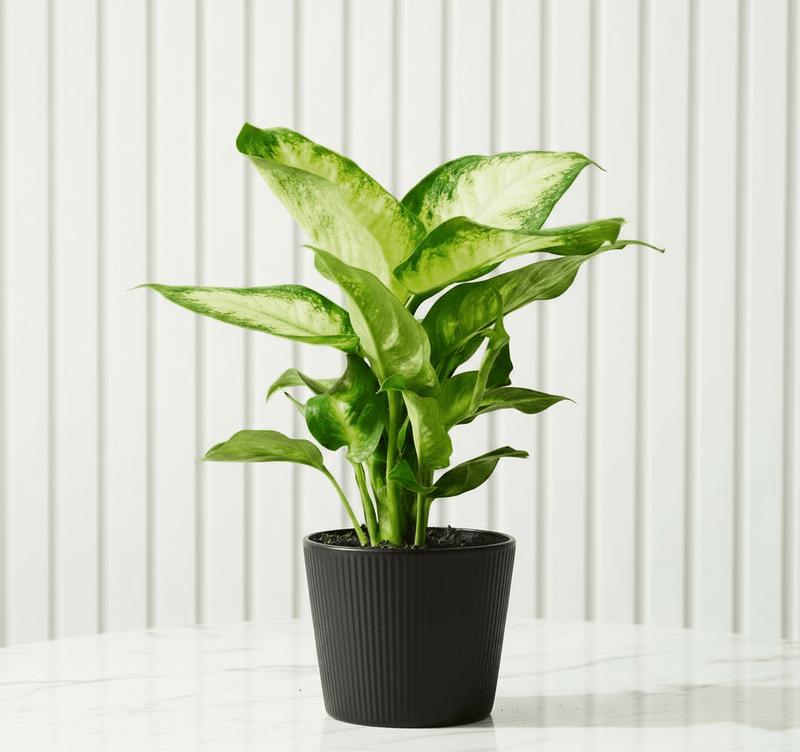 Dieffenbachia 'Camilla' Dumb Cane Plant - Image 5