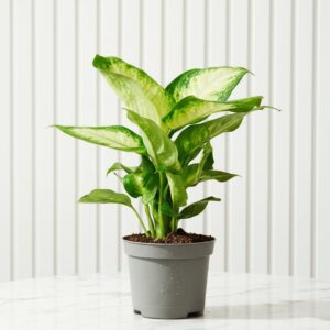 Dieffenbachia 'Camilla' Dumb Cane Plant