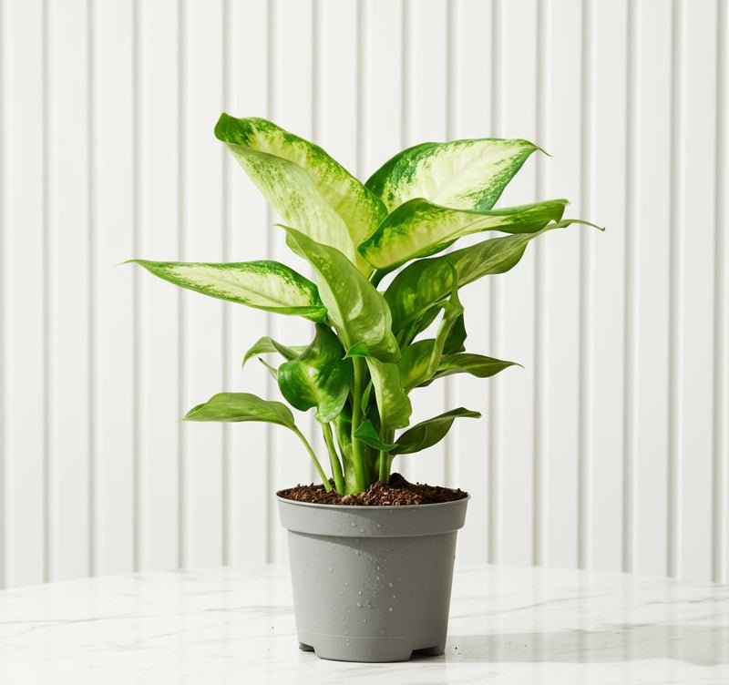 Dieffenbachia 'Camilla' Dumb Cane Plant