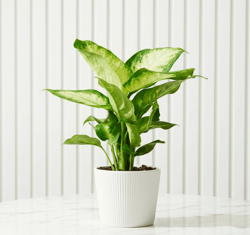 Dieffenbachia 'Camilla' Dumb Cane Plant - Image 4