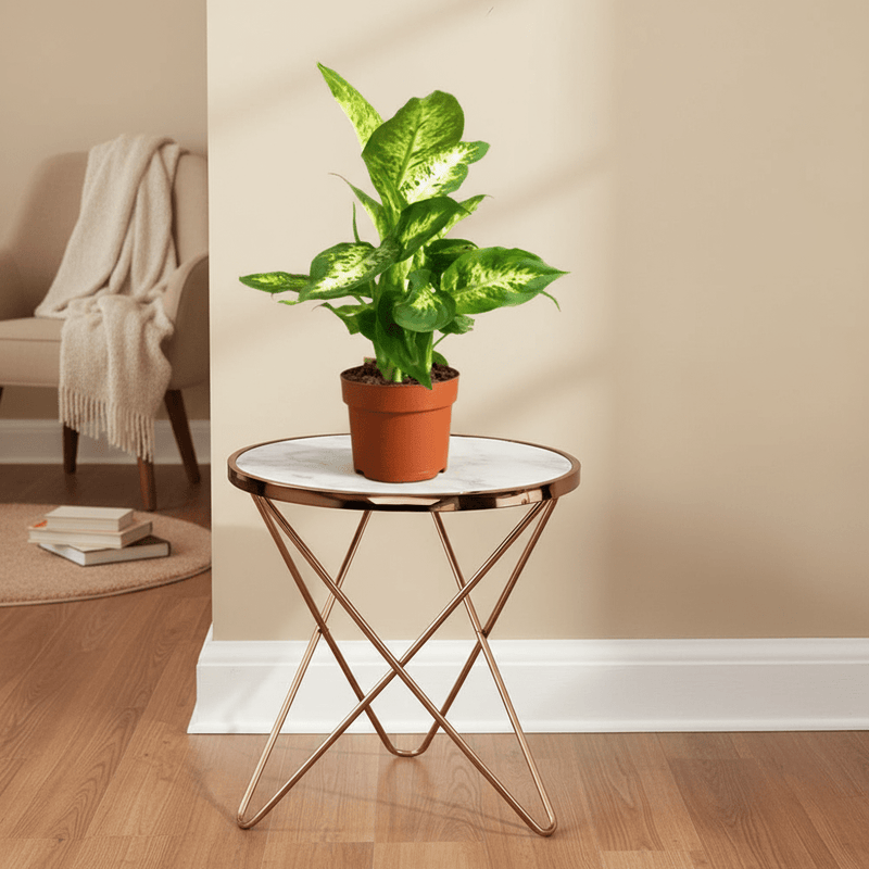 Dieffenbachia (Compacta, Dumb Cane, Leopard Lilly) - Image 4