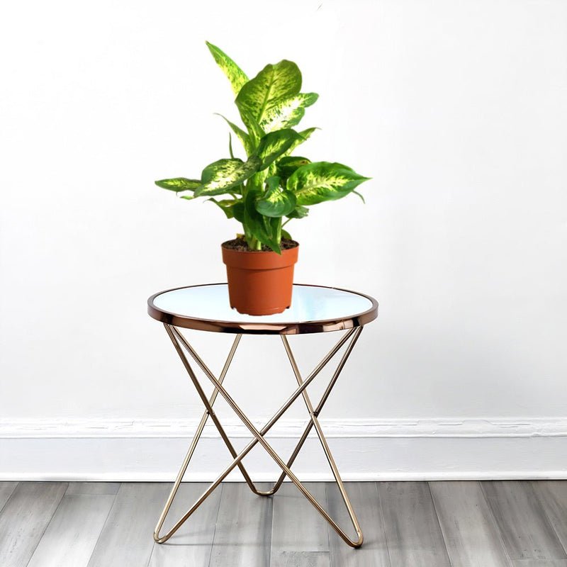 Dieffenbachia (Compacta, Dumb Cane, Leopard Lilly) - Image 5