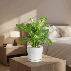 Dieffenbachia (Compacta, Dumb Cane, Leopard Lilly)