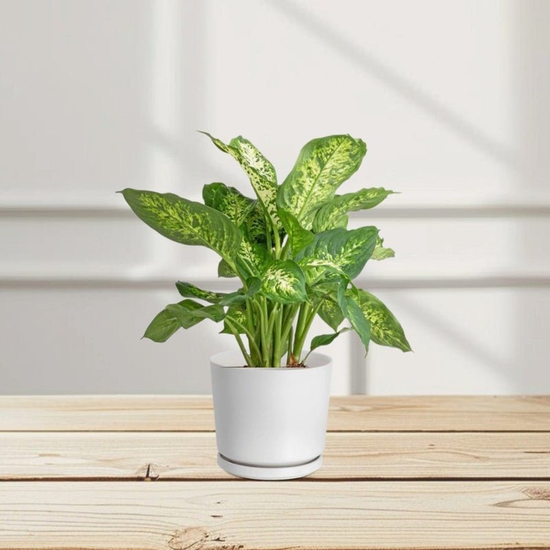 Dieffenbachia (Compacta, Dumb Cane, Leopard Lilly) - Image 3