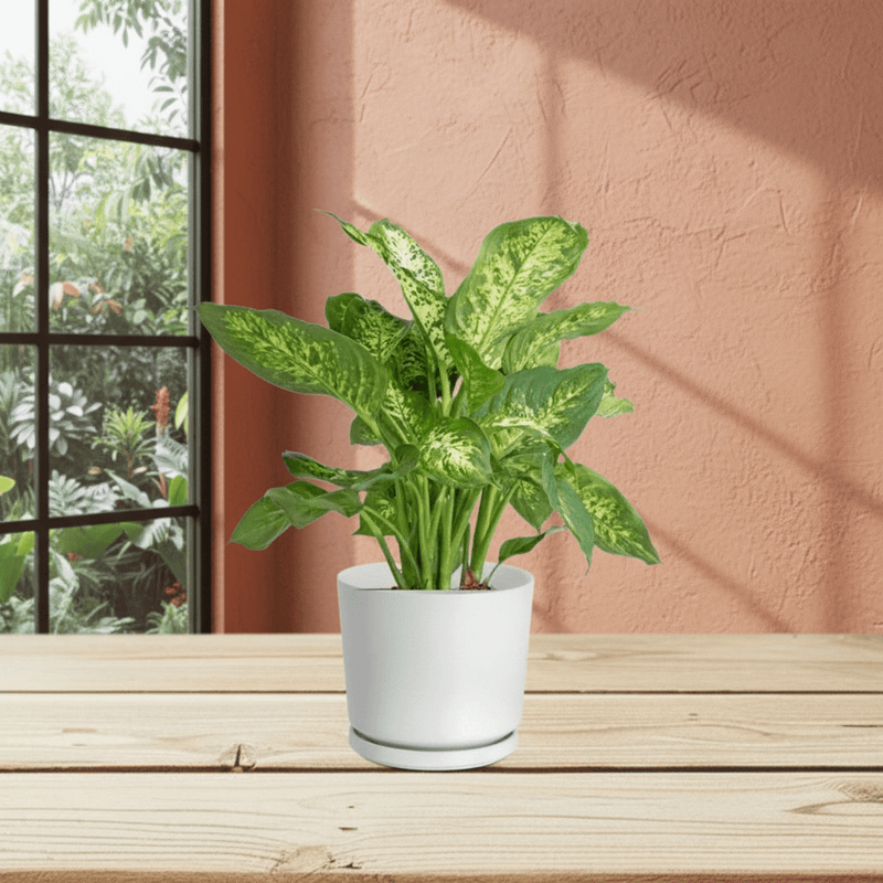 Dieffenbachia (Compacta, Dumb Cane, Leopard Lilly) - Image 2