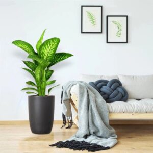 Dieffenbachia seguine Or Tropic Snow