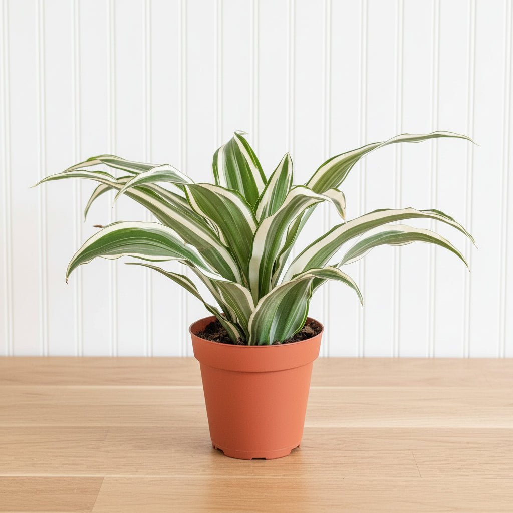 Dracaena Deremensis "Warneckii" - Image 2