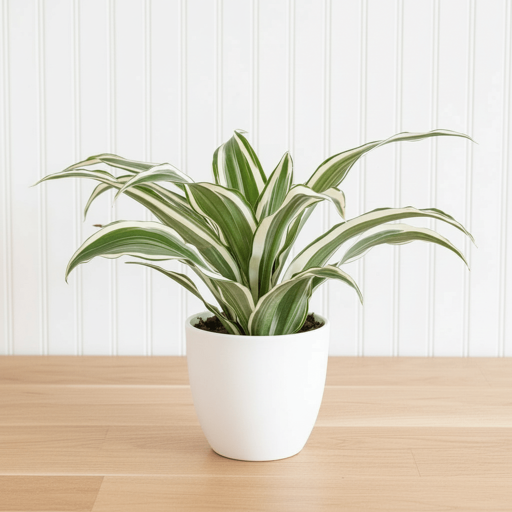 Dracaena Deremensis "Warneckii" - Image 3