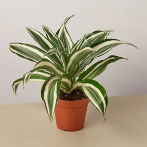 Dracaena Deremensis "Warneckii"