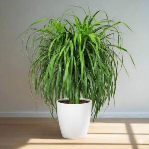 Dracaena Draco, Drago or Dragon Tree
