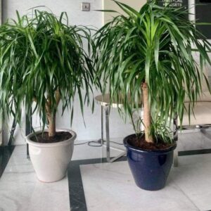 Potted Dragon Tree / Dracaena Draco orDrago in Rolled Rim Pot(48x37) (outdoor)