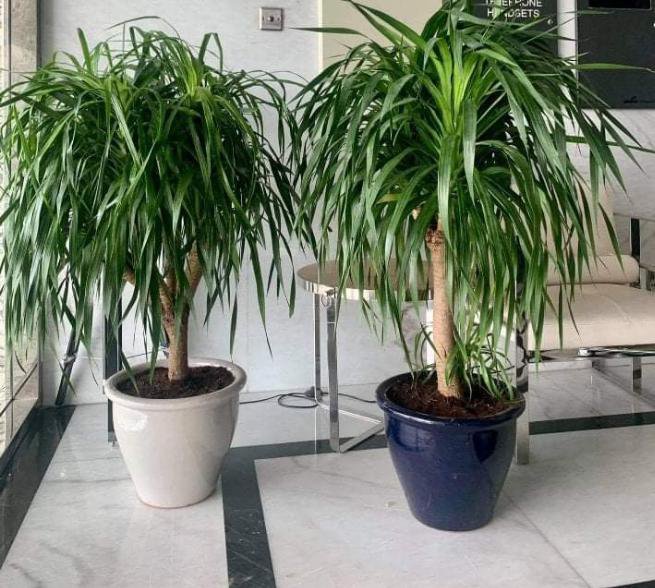 Potted Dragon Tree / Dracaena Draco orDrago in Rolled Rim Pot(48x37) (outdoor)