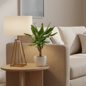 Dracaena Fragrans Green Mini | Massangeana Green Mini