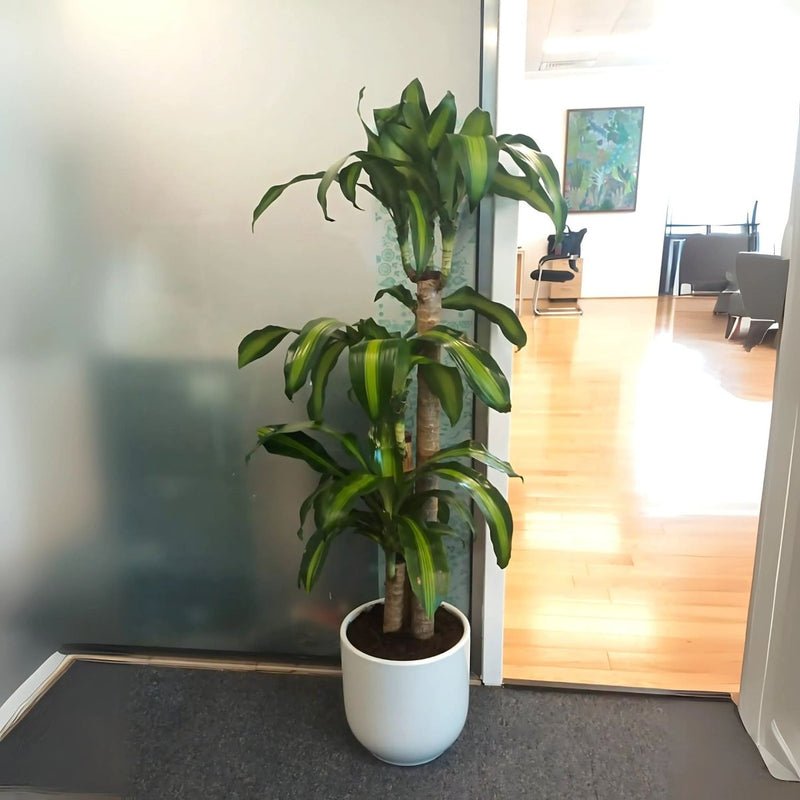 Dracaena Fragrans "Massangeana" - Image 3
