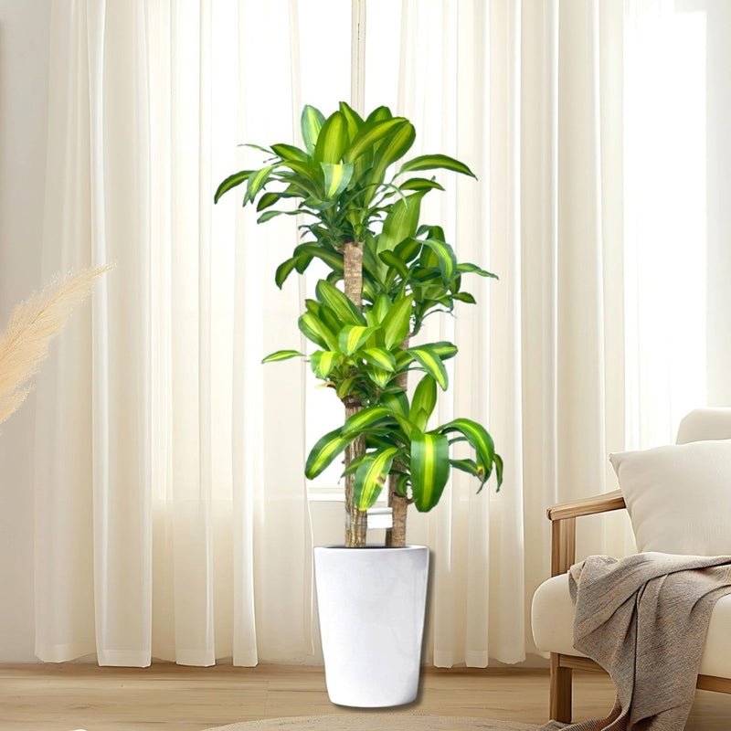 Dracaena Fragrans "Massangeana" - Image 2