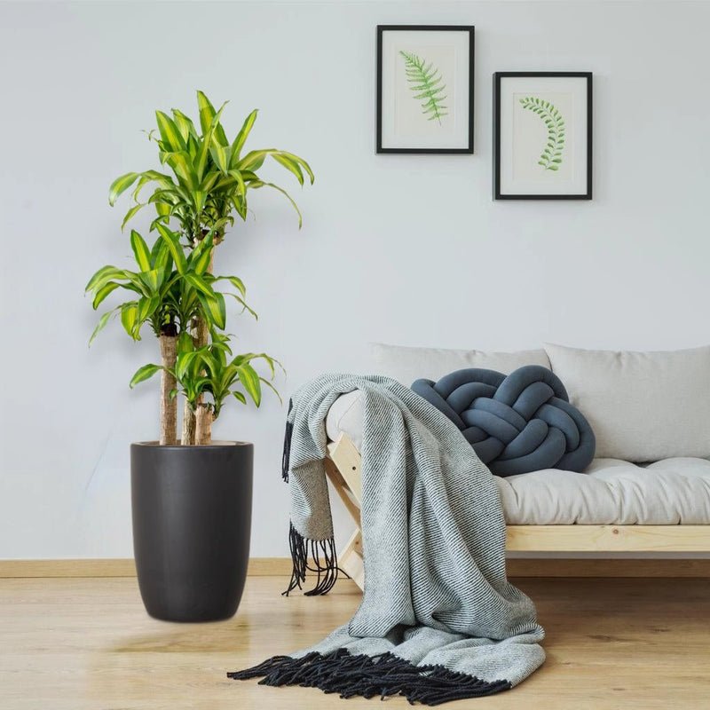 Dracaena Fragrans "Massangeana"