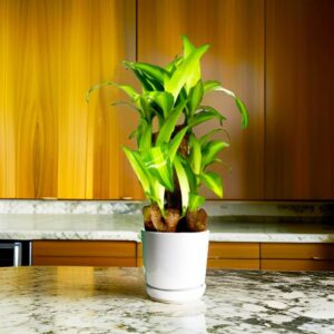 Dracaena fragrans "Massangeana Multi Branch " 30-40cm