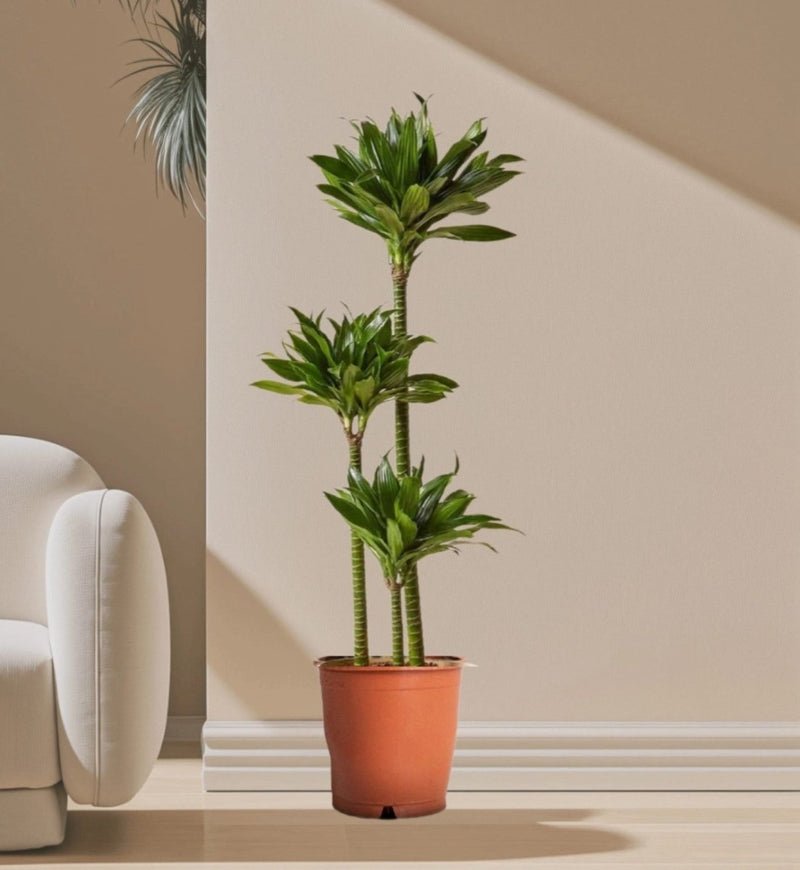 Dracaena Fragrans Or Compacta