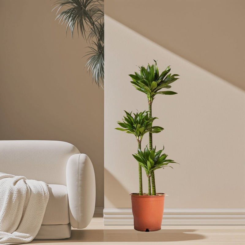 Dracaena Fragrans Or Compacta - Image 4