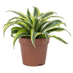 Dracaena Lemon Lime Mini