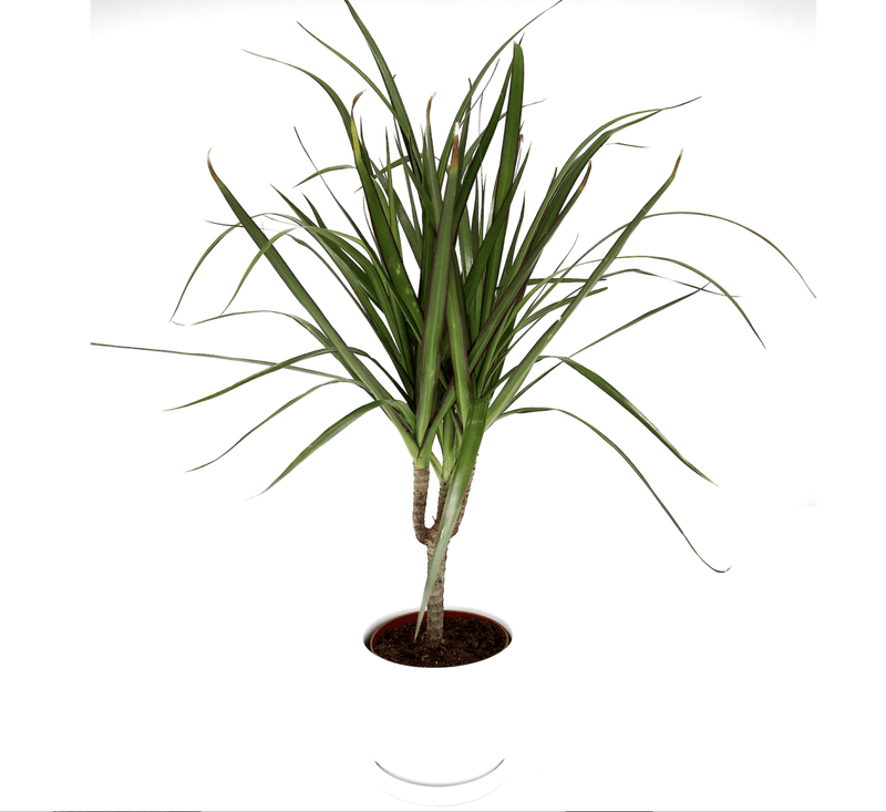 40-50cm Dracaena Marginata: Tropical Elegance - Image 2
