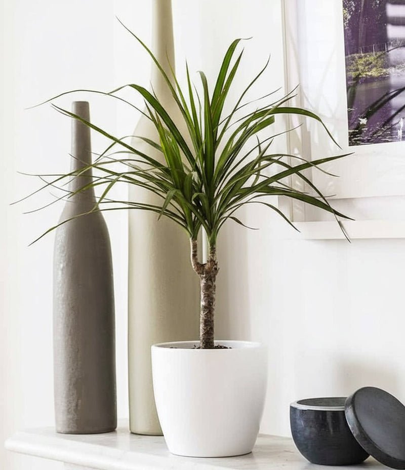 40-50cm Dracaena Marginata: Tropical Elegance
