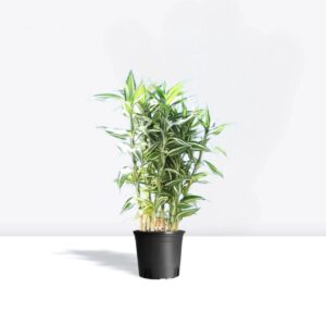 Dracaena Sanderiana - Natural Air Purifier