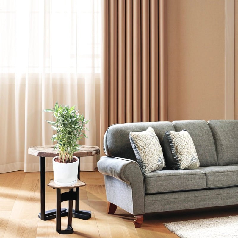 Dracaena Sanderiana - Natural Air Purifier - Image 2