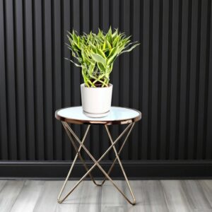 Ribbon Dracaena: Unique and Elegant Dracaena Sanderiana