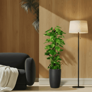 Epipremnum aureum or Money Plant كرمة المال