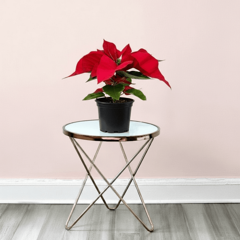 Euphorbia Pulcherrima (Titan Red) Or Poinsettia 30-40cm - Image 6