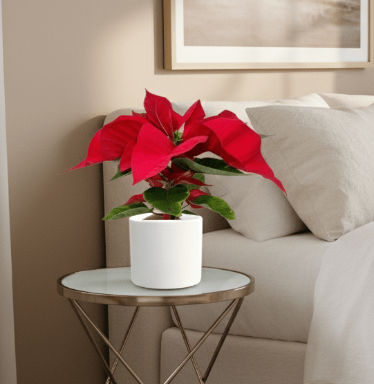 Euphorbia Pulcherrima (Titan Red) Or Poinsettia 30-40cm - Image 4