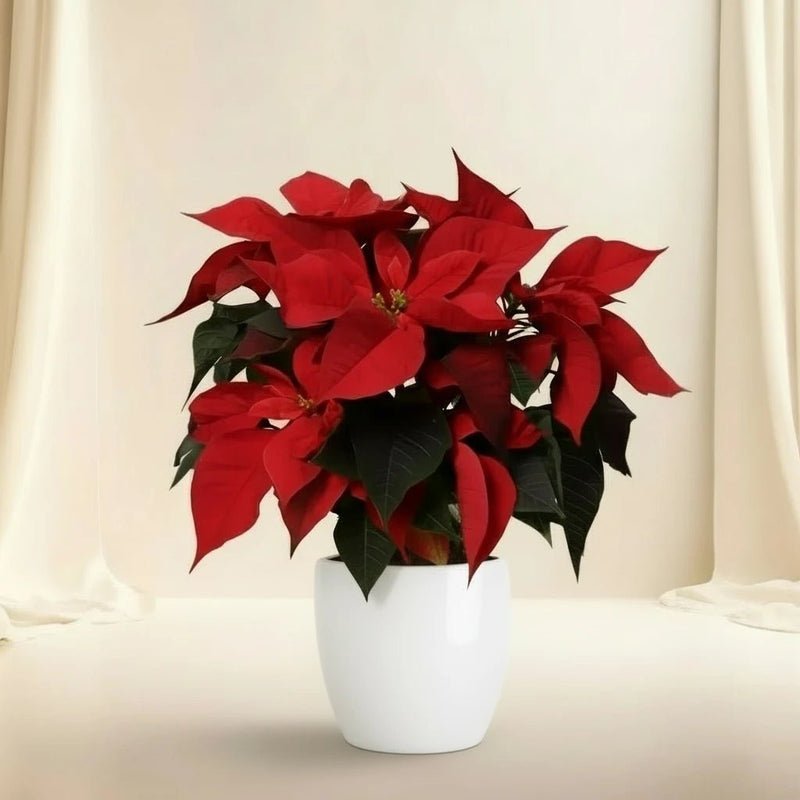 Euphorbia Pulcherrima (Titan Red) Or Poinsettia 30-40cm - Image 2