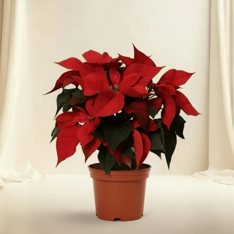Euphorbia Pulcherrima (Titan Red) Or Poinsettia 30-40cm - Image 3