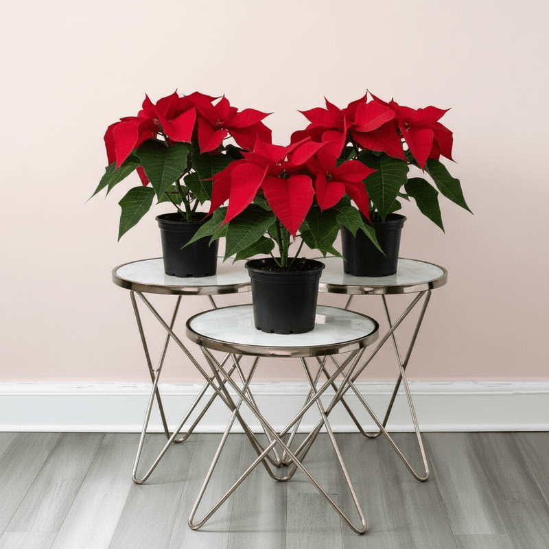 Euphorbia Pulcherrima (Titan Red) Or Poinsettia 30-40cm - Image 8