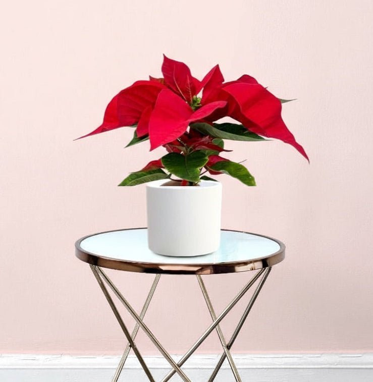 Euphorbia Pulcherrima (Titan Red) Or Poinsettia 30-40cm - Image 5