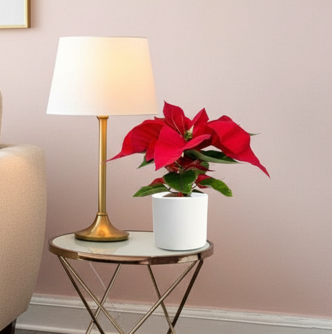 Euphorbia Pulcherrima (Titan Red) Or Poinsettia 30-40cm - Image 7