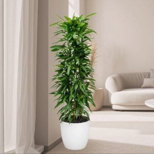 Ficus Amstel King 1.0-1.2m