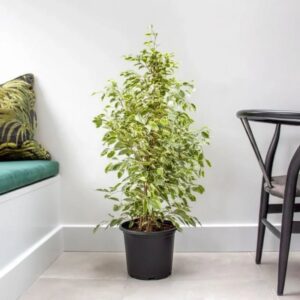 Ficus Benjamina Holland Or Twilight 80 cm to 100 cm