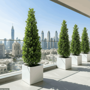 Ficus diversifolia “Cone Shape” 2.0-2.5m in Grp Square Pot 50x50